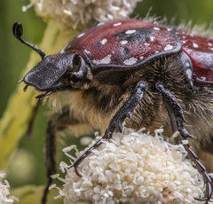Trichostetha capensis capensis