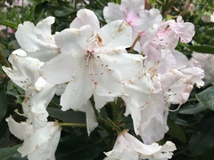 Rhododendron simsii