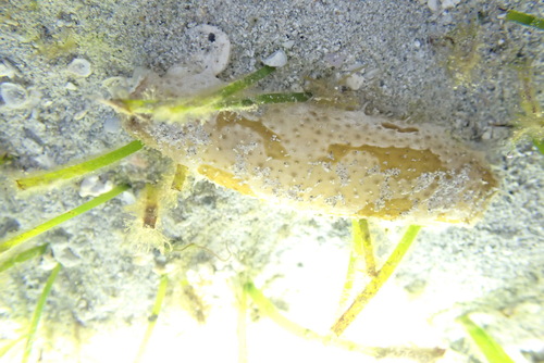 Bohadschia marmorata observed 2026-08-02