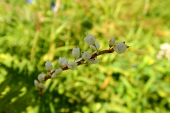 Persicaria japonica