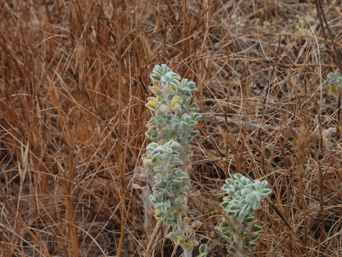Medicago marina, photograph 3