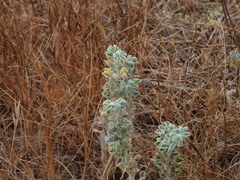 (c) Duarte Frade, some rights reserved (CC BY) Medicago marina, photograph (c) Duarte Frade, some rights reserved (CC BY)