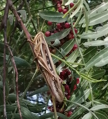 Schistocerca cancellata