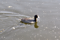 Fulica americana americana