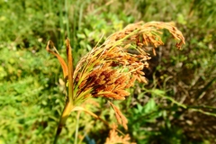 Scirpus wichurae