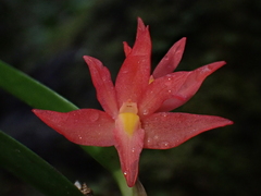 Scaphyglottis imbricata, photograph (c) Nolan Exe, some rights reserved (CC BY)