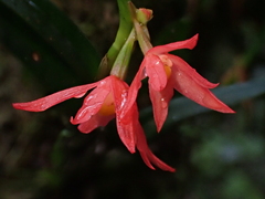 Scaphyglottis imbricata, photograph (c) Nolan Exe, some rights reserved (CC BY)