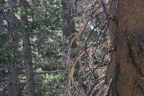 iNaturalist observation photo of Yellow-rumped Warbler