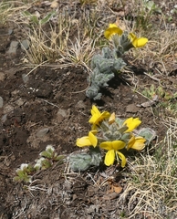 Thermopsis smithiana