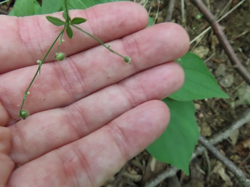 Galium circaezans, photograph 6