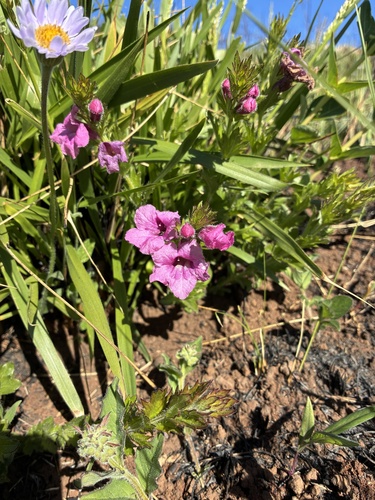 Graderia scabra, photograph 4