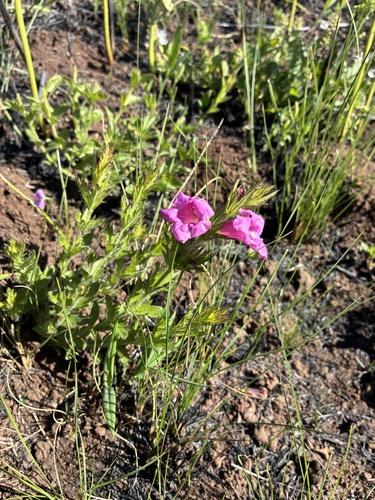 Graderia scabra, photograph 5