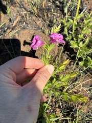 Graderia scabra, photograph (c) Sunčana Bradley, some rights reserved (CC BY)
