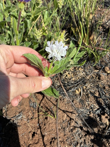 Ocimum obovatum, photograph 5
