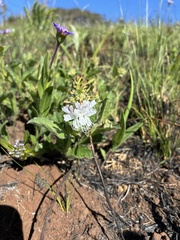 Ocimum obovatum, photograph (c) Sunčana Bradley, some rights reserved (CC BY)