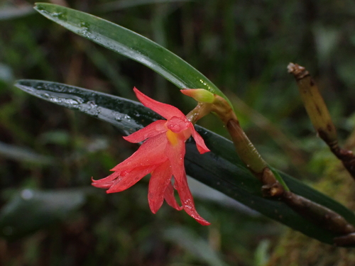 Scaphyglottis imbricata, photograph 3