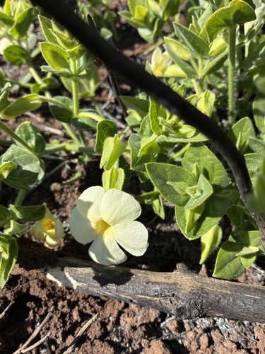 Thunbergia atriplicifolia, photograph 2