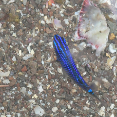 Stegastes rectifraenum