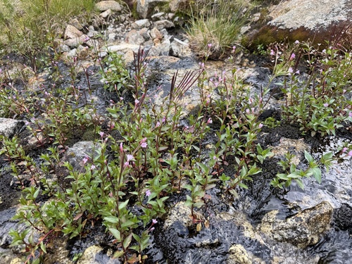 Epilobium alsinifolium, photograph 6