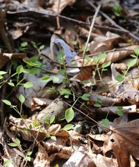 Corydalis lineariloba