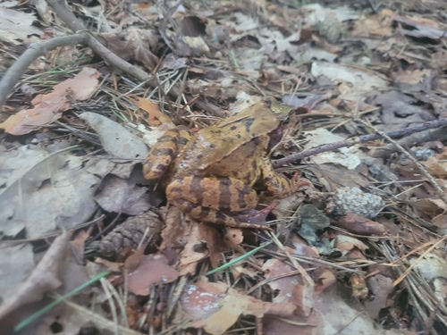 European Common Frog