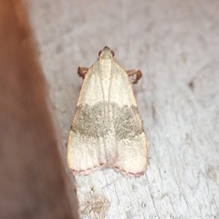 Basacallis tarachodes