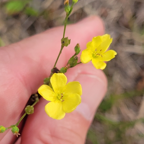 Sandplain flax (Linum intercursum)