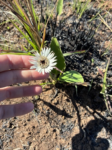 Gerbera ambigua, photograph 2