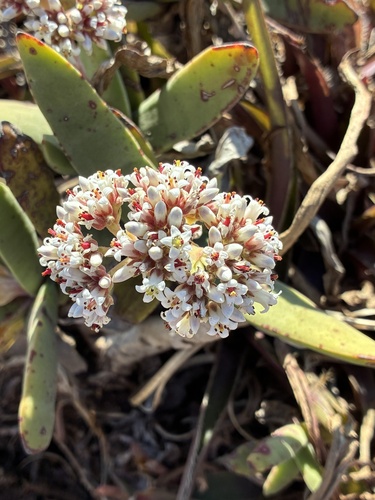 Crassula perfoliata