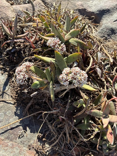 Crassula perfoliata