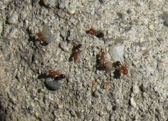 Solenopsis xyloni