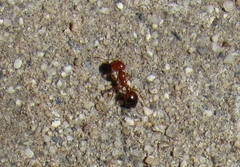 Solenopsis xyloni