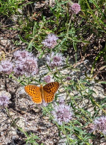 iNaturalist observation photo of Hydaspe Fritillary