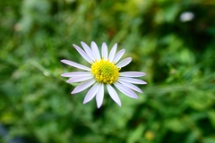 Aster pinnatifidus