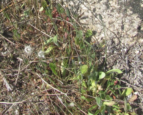 Smooth cat's ear (Hypochaeris glabra)
