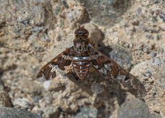 Exoprosopa caliptera