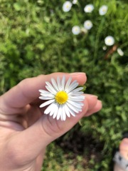 Bellis perennis