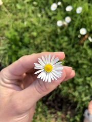 Bellis perennis
