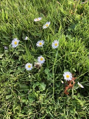 Bellis perennis