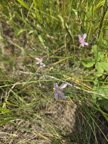 rush skeletonplant