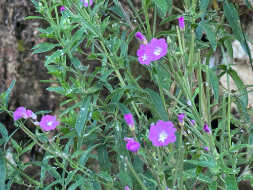 Great Willowherb