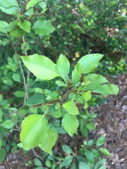 Zanthoxylum hirsutum
