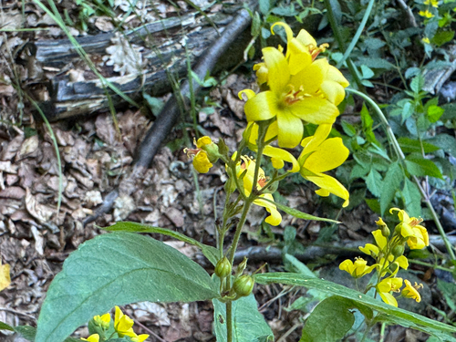 Yellow Loosestrife