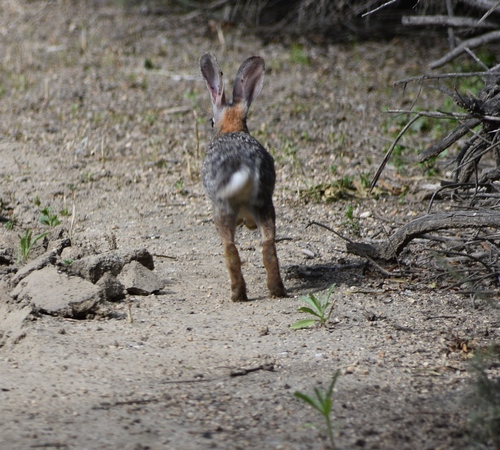 iNaturalist observation photo of Desert Cottontail