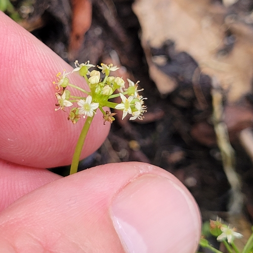 Hydrocotyle umbellata, photograph 3