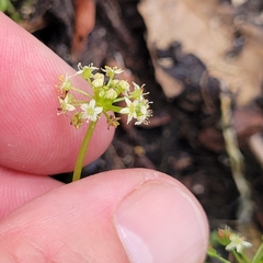 Hydrocotyle umbellata, photograph (c) Matt Pelikan, some rights reserved (CC BY)
