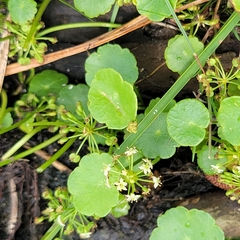 Hydrocotyle umbellata, photograph (c) Matt Pelikan, some rights reserved (CC BY)