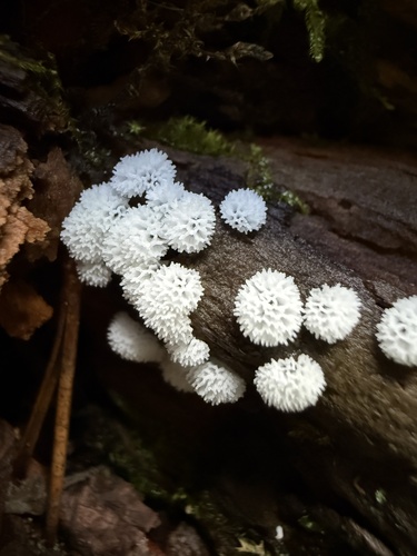 Honeycomb Coral Slime Mold