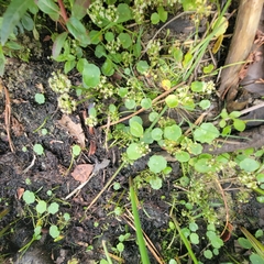 Hydrocotyle umbellata, photograph (c) Matt Pelikan, some rights reserved (CC BY)
