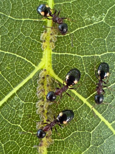 Walnut Aphid